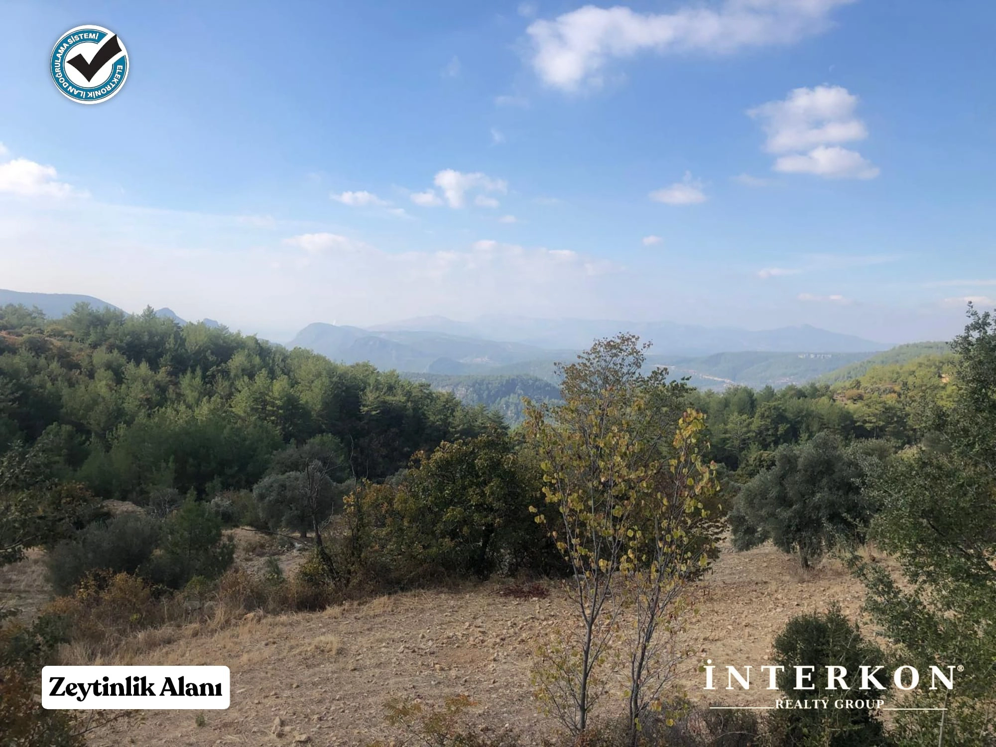  MUĞLA MENTEŞE DAĞPINAR MAHALLESİ 1309 M2 SATILIK ZEYTİNLİK!